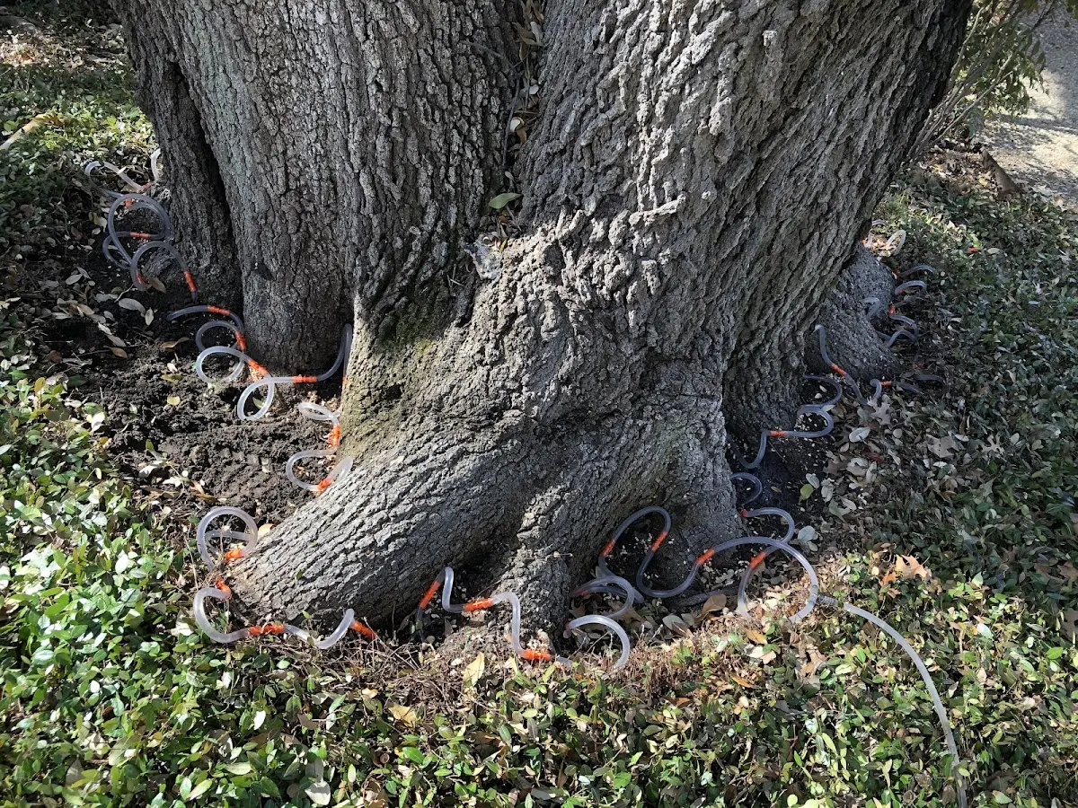 Detailed Tree Cabling and Bracing job site in Banks